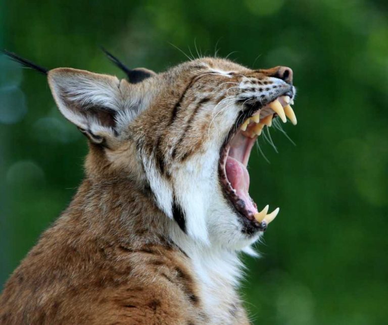 Zmiany w behawiorze rysi eurazjatyckich Lynx lynx w Ogrodzie Zoologicznym we Wrocławiu