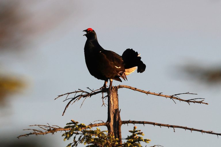Monitoring zasobów przyrodniczych Gór Izerskich